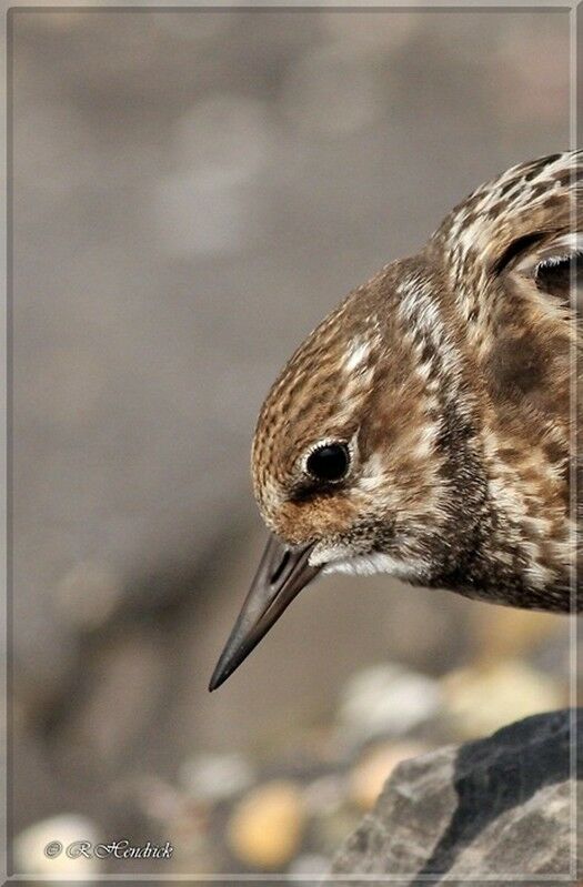 Ruddy Turnstone