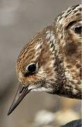 Ruddy Turnstone