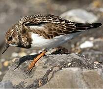 Ruddy Turnstone