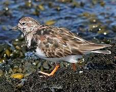 Ruddy Turnstone