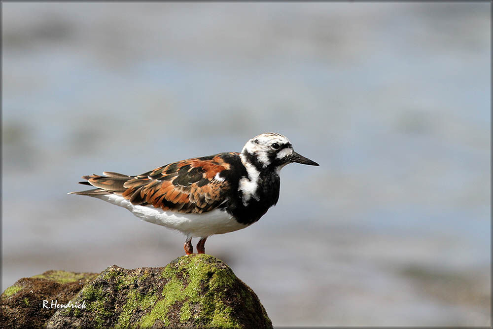 Ruddy Turnstone