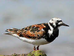 Ruddy Turnstone