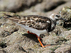 Ruddy Turnstone