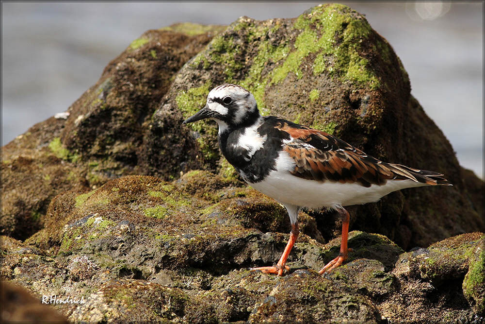 Ruddy Turnstone