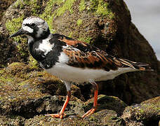 Ruddy Turnstone