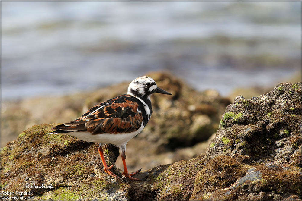 Tournepierre à collier mâle adulte, identification