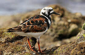 Ruddy Turnstone