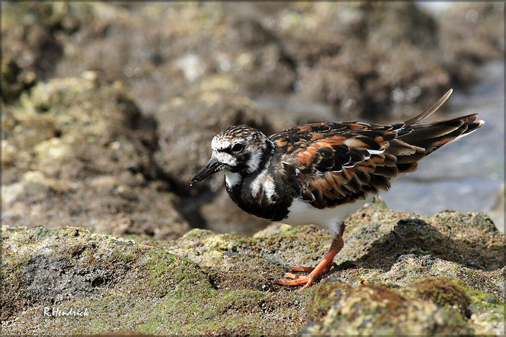 Ruddy Turnstone