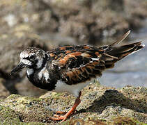 Ruddy Turnstone