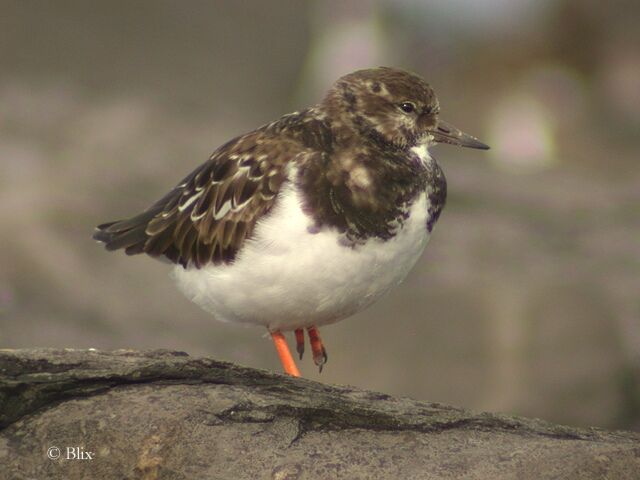 Ruddy Turnstone