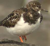 Ruddy Turnstone