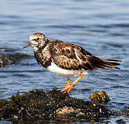 Ruddy Turnstone