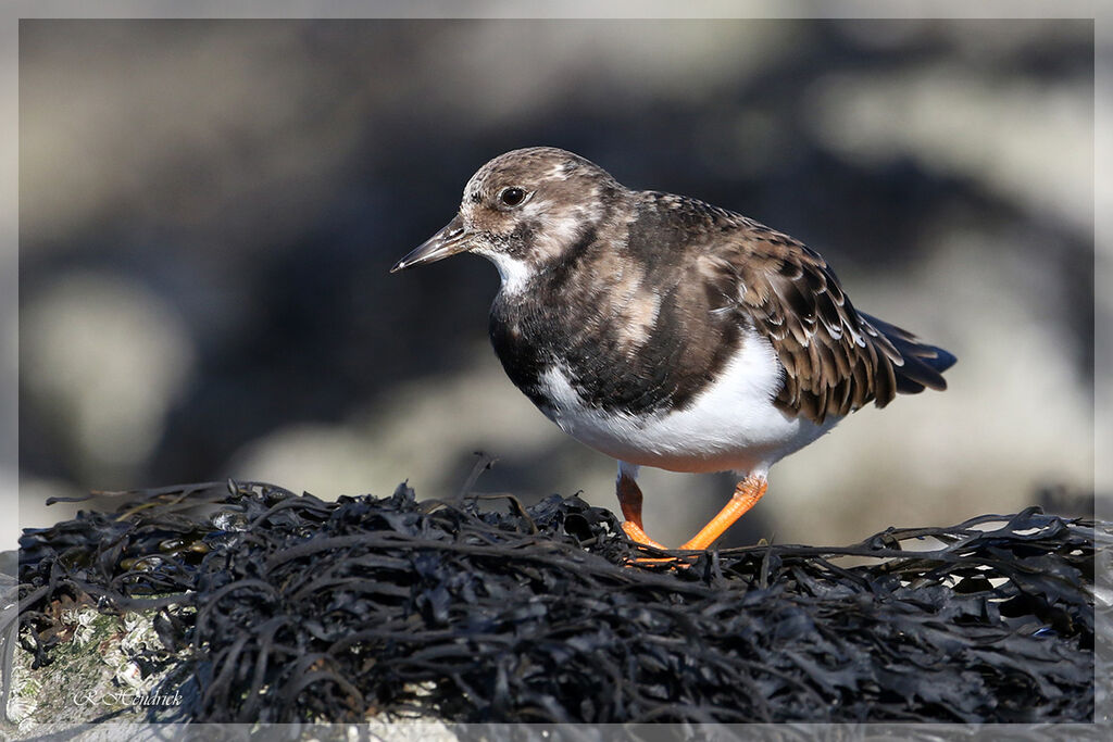 Ruddy Turnstone