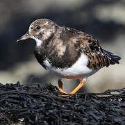 Ruddy Turnstone