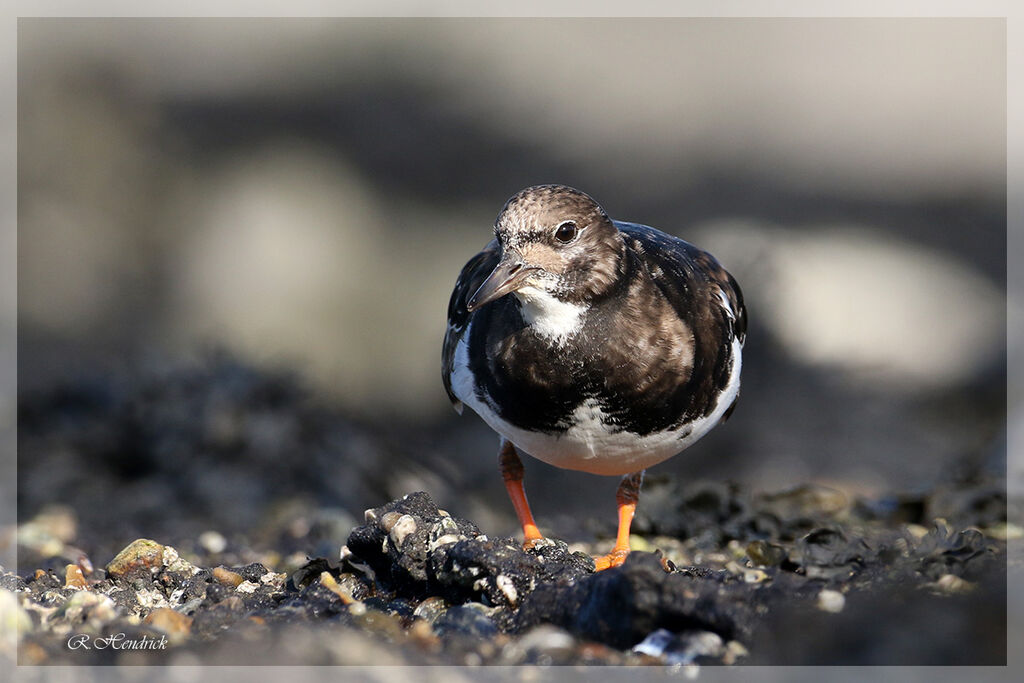 Ruddy Turnstone