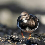 Ruddy Turnstone