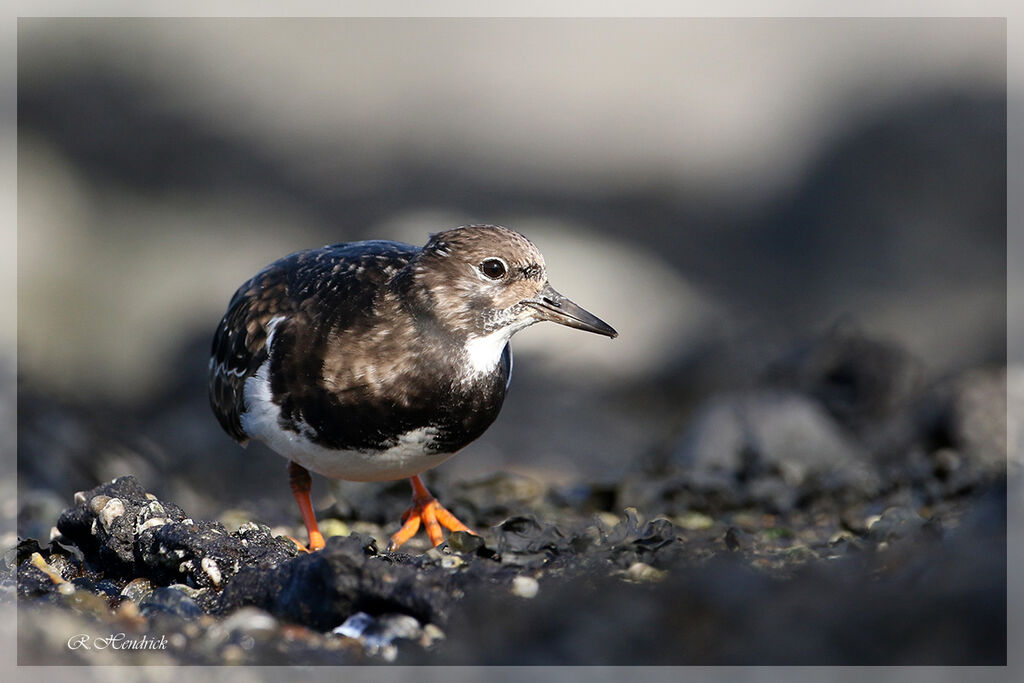 Ruddy Turnstone