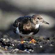 Ruddy Turnstone