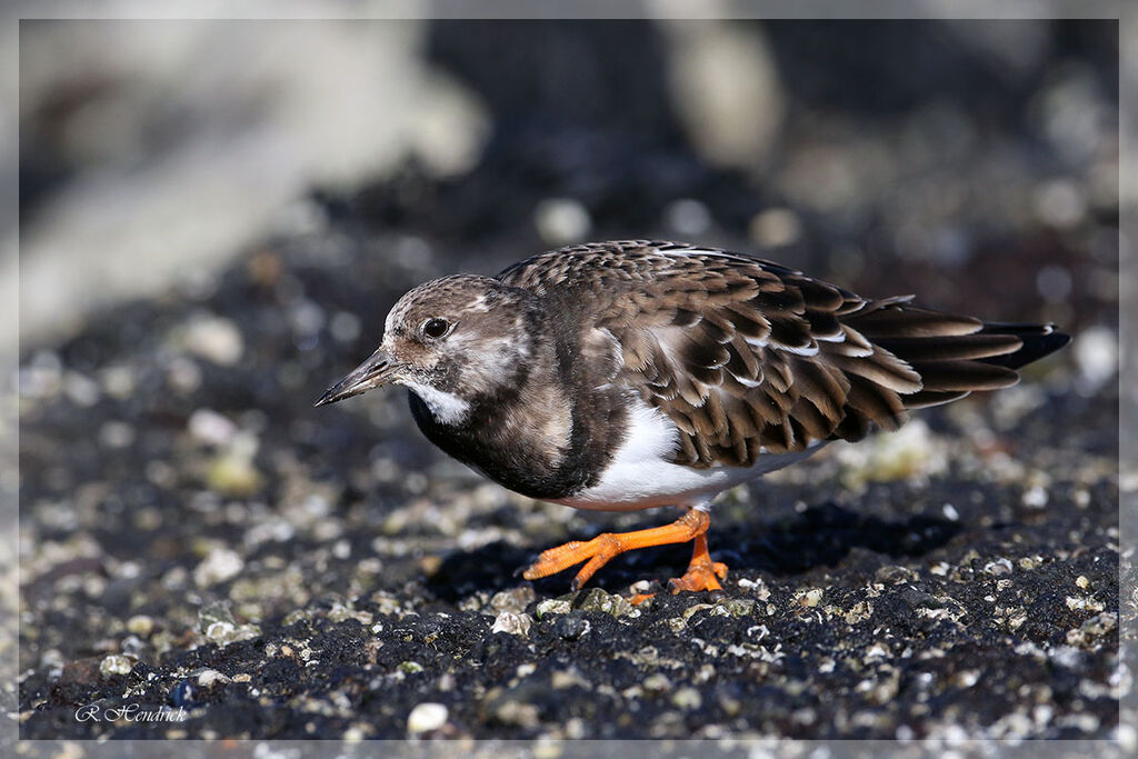 Ruddy Turnstone