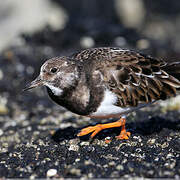 Ruddy Turnstone