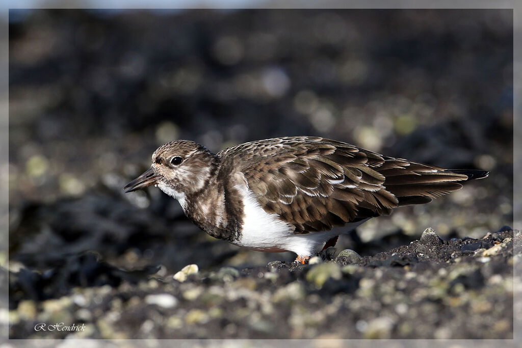 Ruddy Turnstone