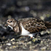 Ruddy Turnstone