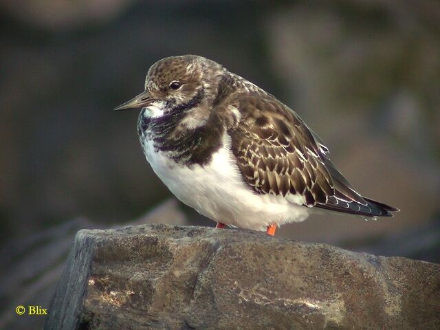 Ruddy Turnstone