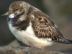 Ruddy Turnstone