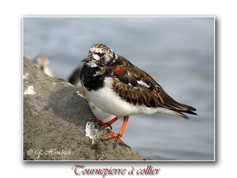 Ruddy Turnstone