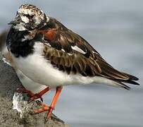 Ruddy Turnstone