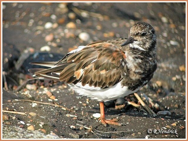 Ruddy Turnstone