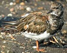 Ruddy Turnstone