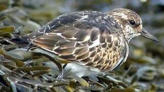 Ruddy Turnstone