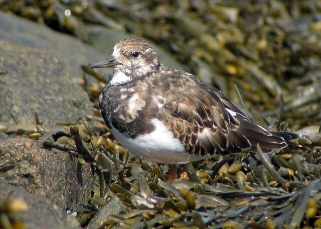 Ruddy Turnstone