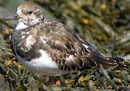 Ruddy Turnstone