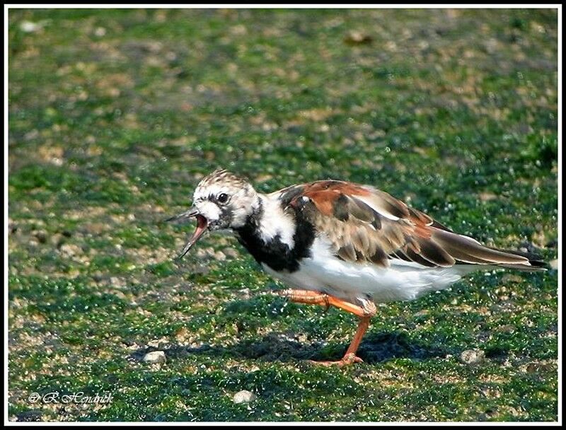 Ruddy Turnstone