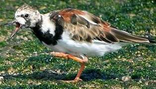 Ruddy Turnstone