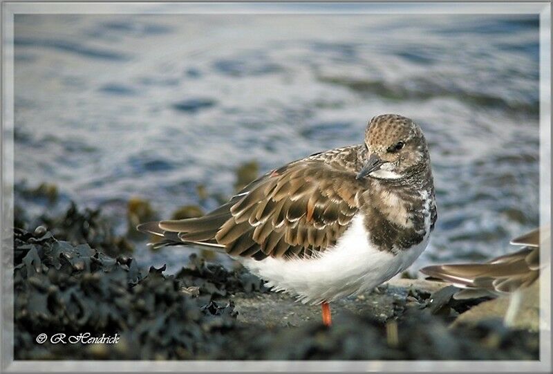 Ruddy Turnstone