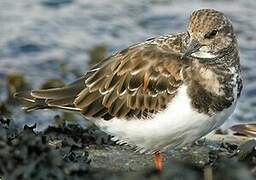 Ruddy Turnstone