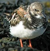 Ruddy Turnstone