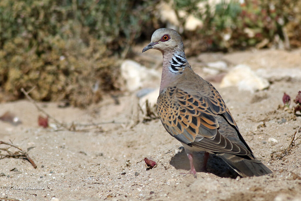 European Turtle Dove