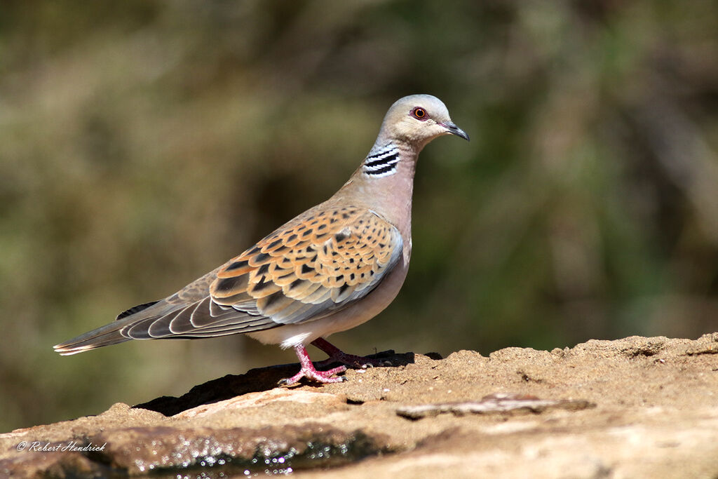 European Turtle Dove