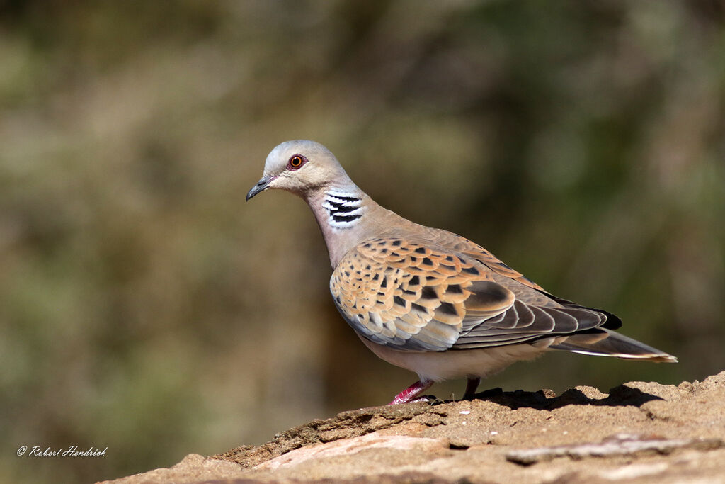 European Turtle Dove