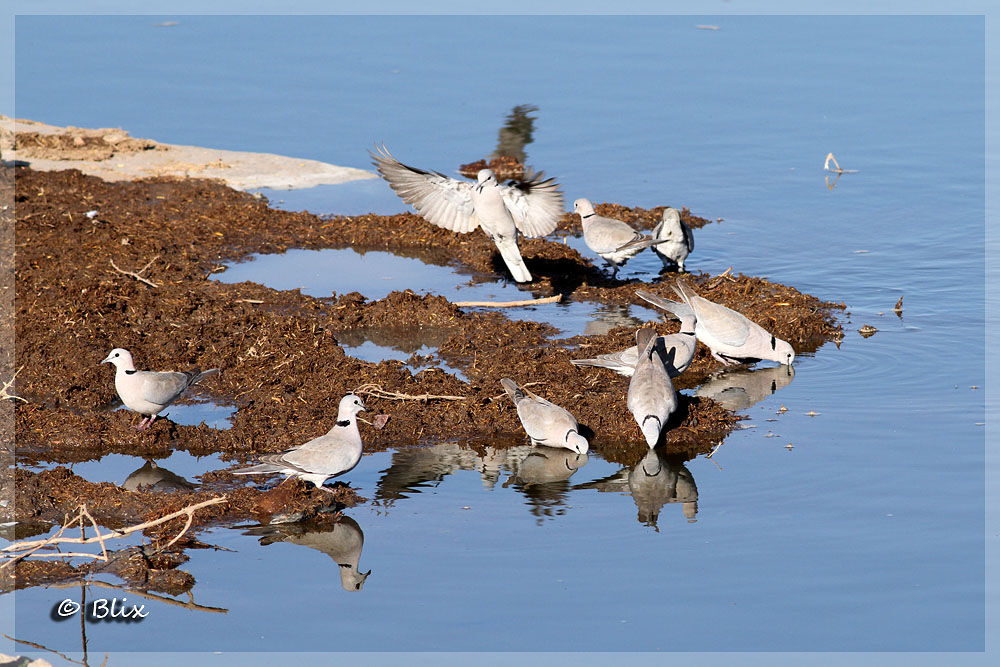 Ring-necked Dove