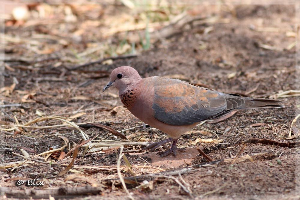 Laughing Dove