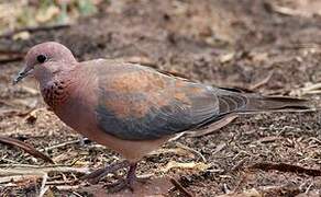 Laughing Dove