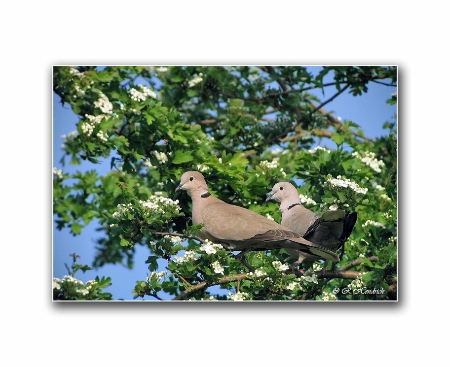 Eurasian Collared Dove