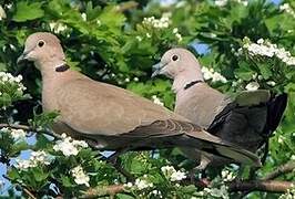 Eurasian Collared Dove