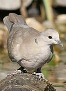 Eurasian Collared Dove