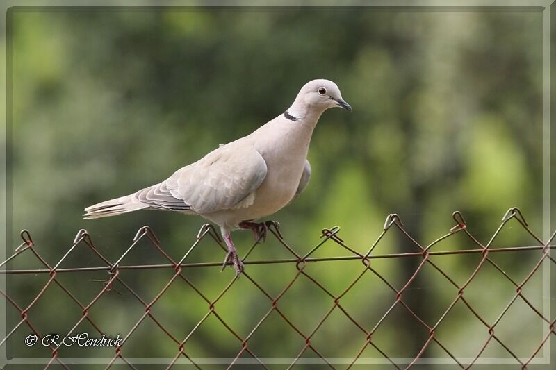 Eurasian Collared Dove